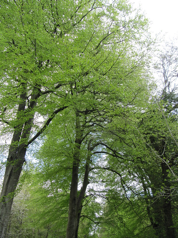 Photo of Beech trees by Ellie Enking