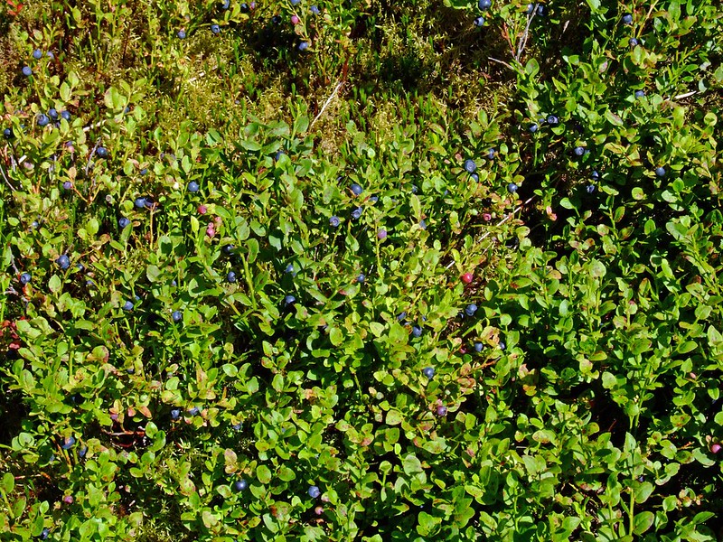 Photo of a Bilberry shrub by nz_willowherb
