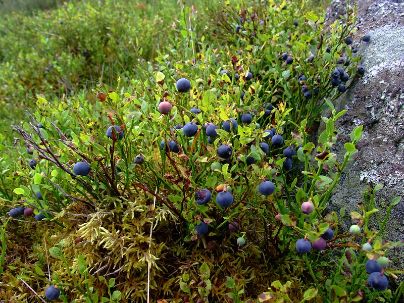 Photo of Bilberries by nz_willowherb