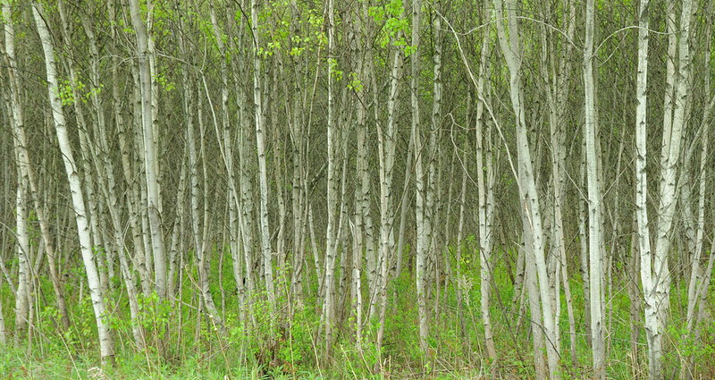 Photo of Birch saplings by Putneypics