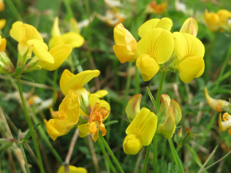 Photo of bird's-foot-trefoil by Andreas Rockstein
