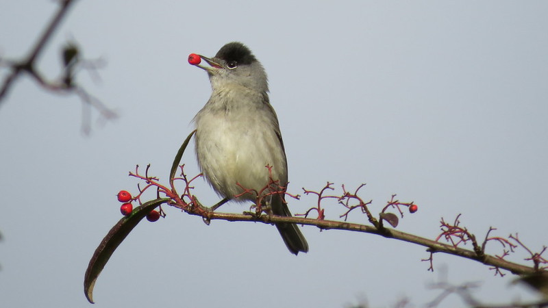 Photo of a Blackcap by Sarah Gould