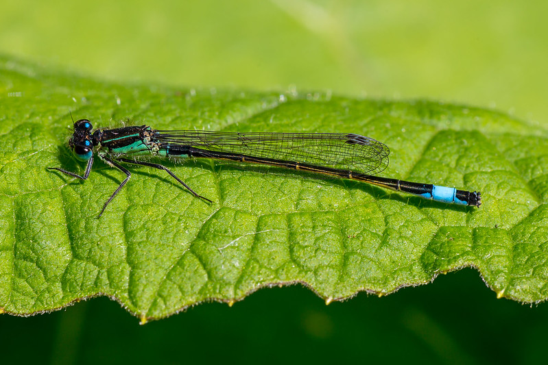 Photo of a Blue-tailed damselfly by Derek Parker