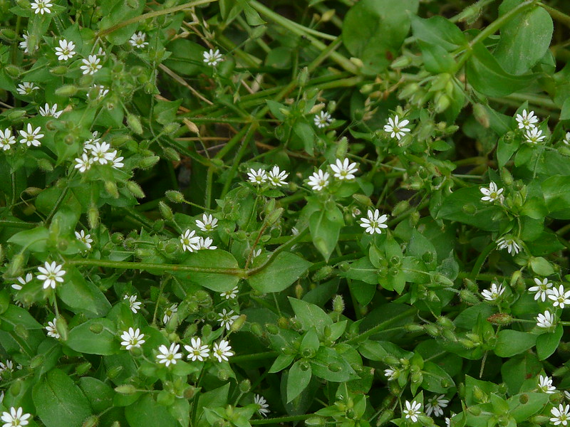 Photo of Bog Stitchwort by Dinesh Valke