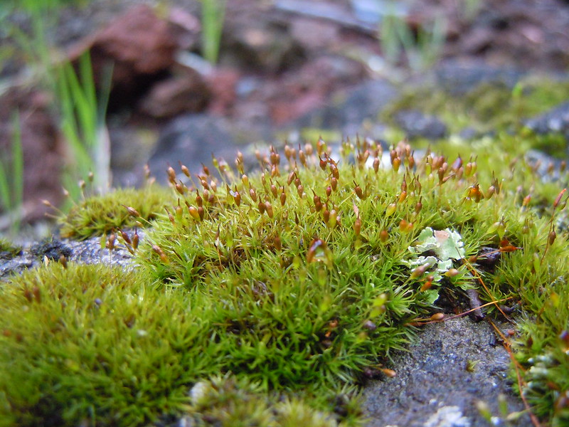 Photo of bryophytes by Tim Waters