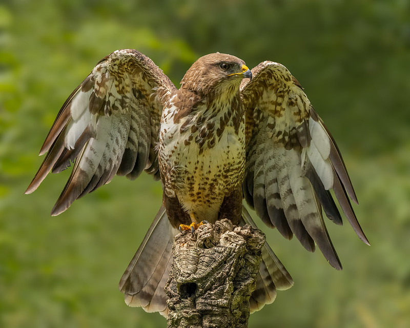 Photo of a Buzzard by Andy Morffew