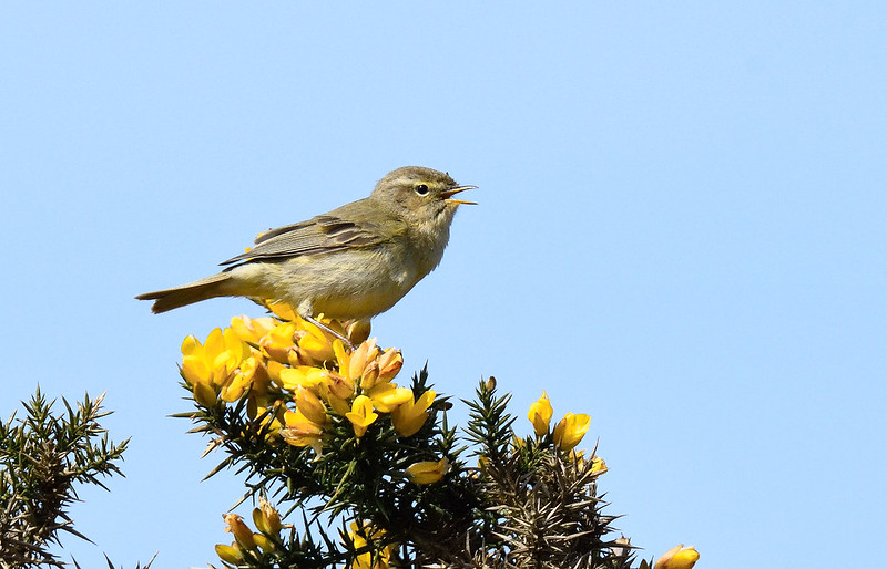 Photo of Chiff Chaff by Tom Lee