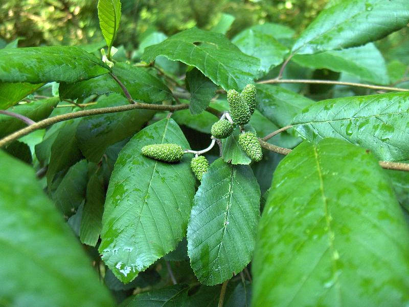 Photo of a Common Alder by Homer Edward Price