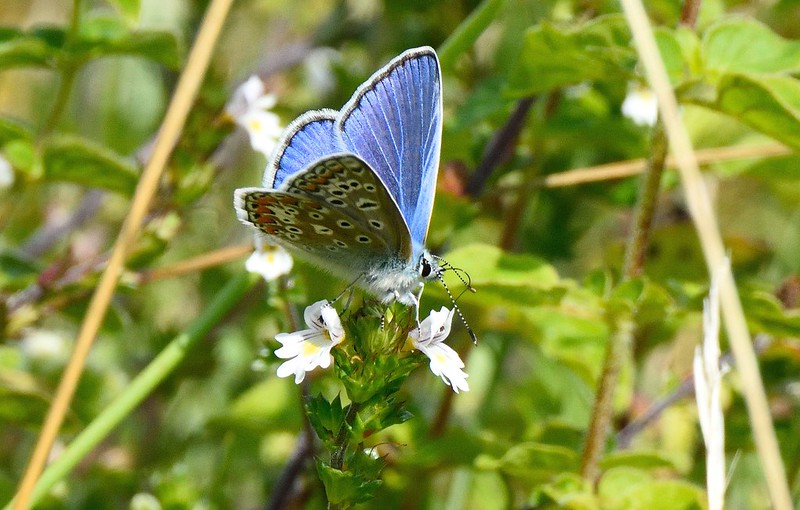 Photo of a Common Blue butterfly by Tom Lee