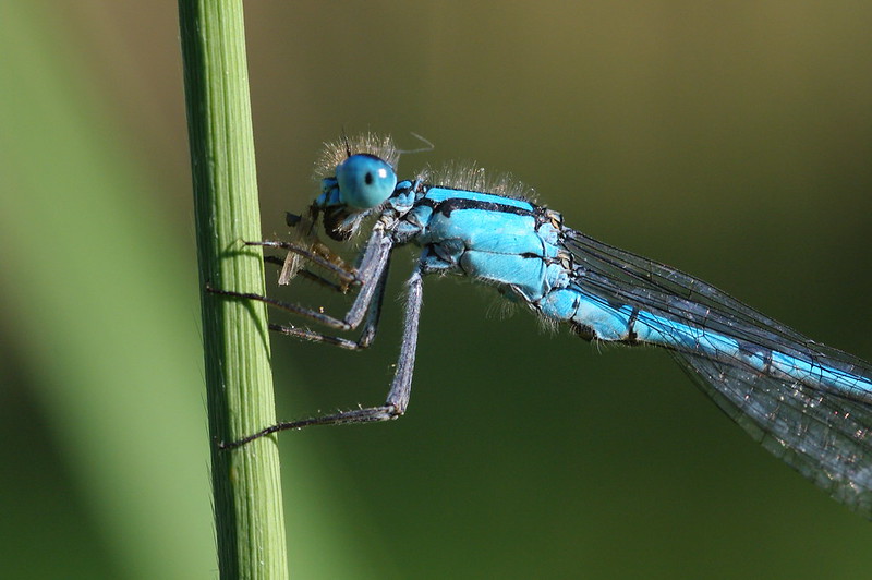 Photo of a Common Blue damselfly by Will George