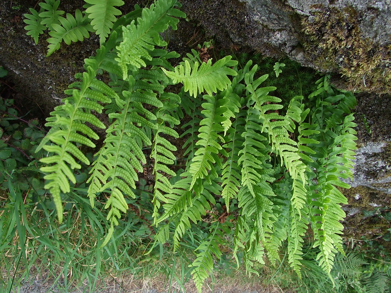Photo of Common polypody fern by Philip Goddard