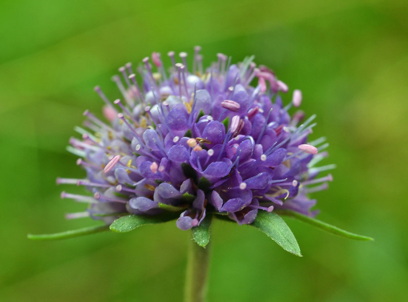 Photo of Devil's bit scabious by Conall McCaughey