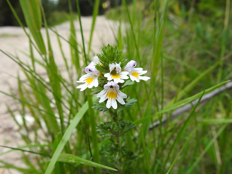 Photo of Eyebright by Gertjan van Noord