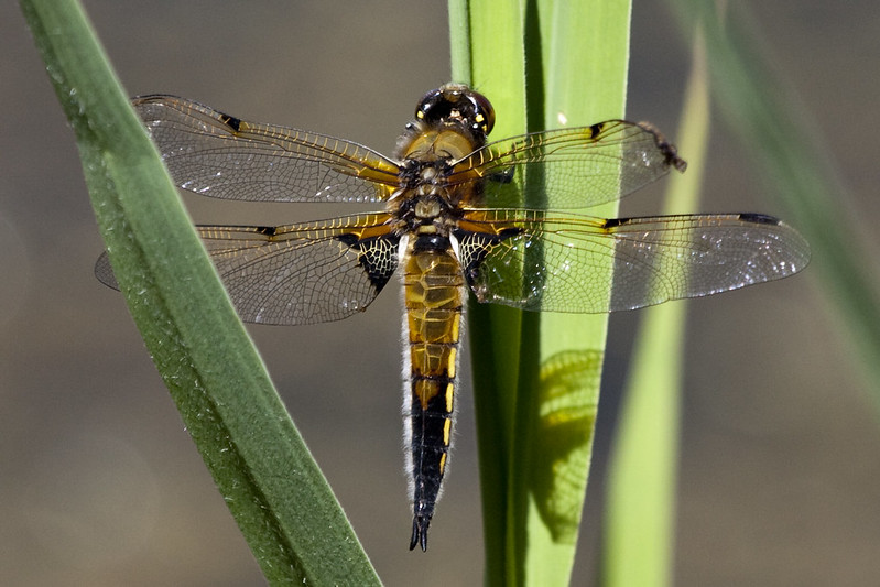 Photo of a Four-Spotted Chaser by Derek Parker