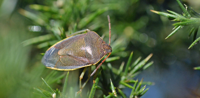 Photo of Gorse Shieldbug by Conall McCaughey