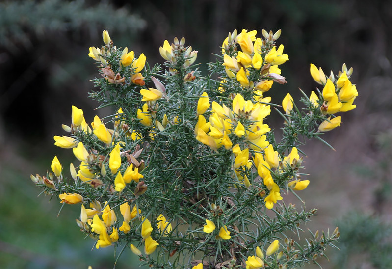 Photo of Gorse by Tony Hisgett