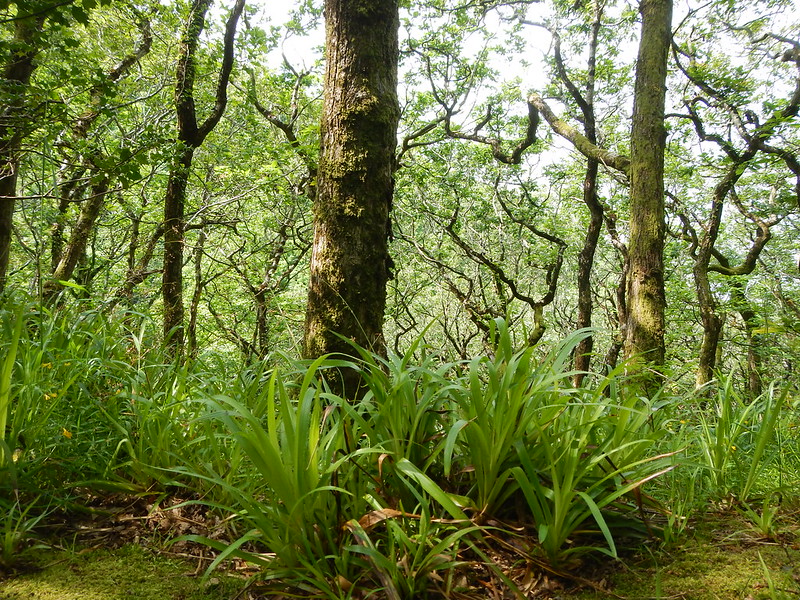Photo of Great Woodrush by Matt Lavin