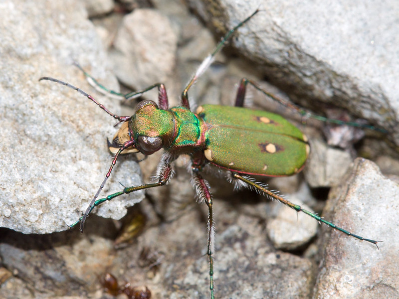 Photo of a Green tiger beetle by Leon van der Noll