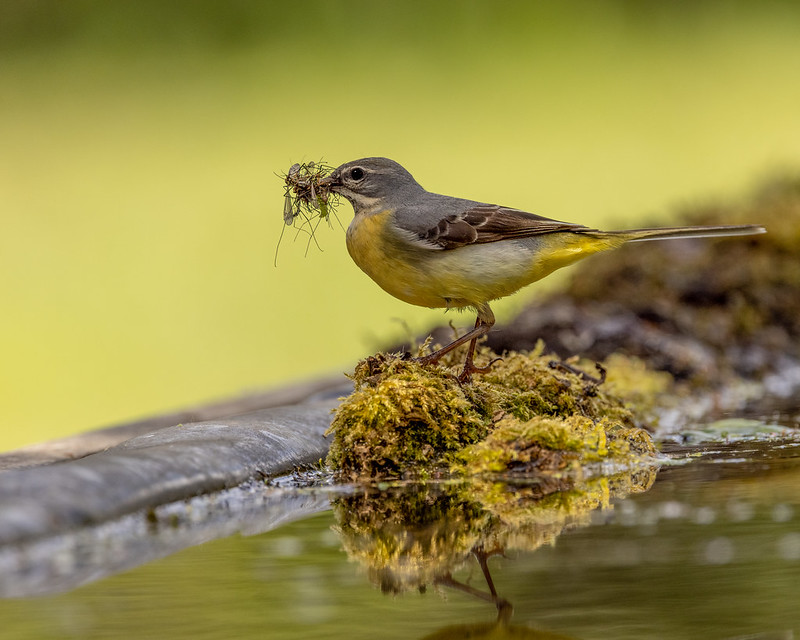 Photo of a Grey Wagtail by Andy Morffew