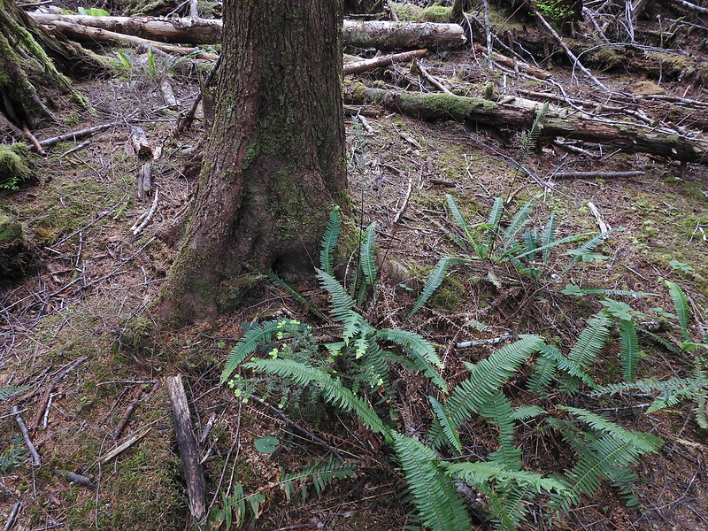 Photo of Hard Fern by Gertjan van Noord