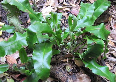Photo of a Hart’s tongue fern by Ellie Enking