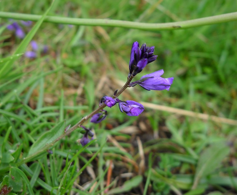Photo of Heath Milkwort by Gail Hampshire