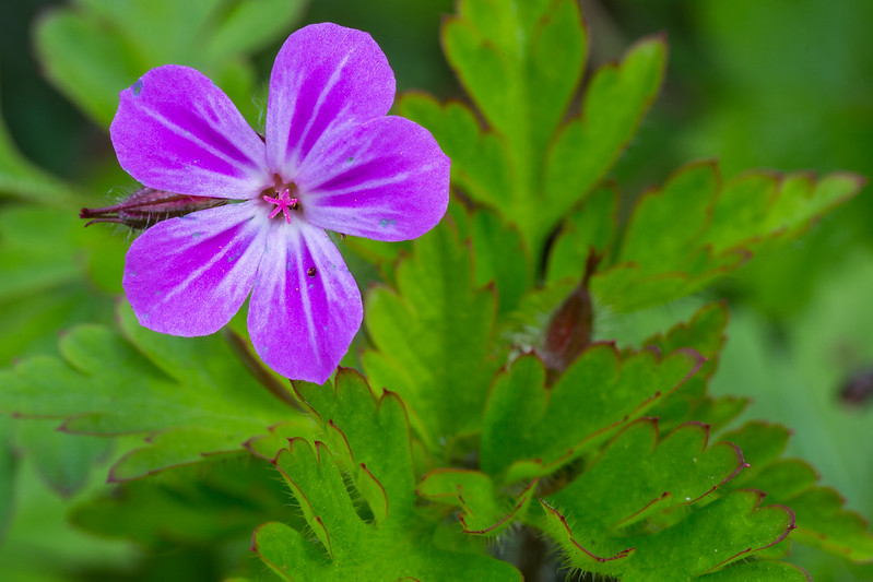Photo of Herb-Robert by Derek Parker