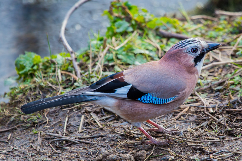 Photo of a Jay by Derek Parker