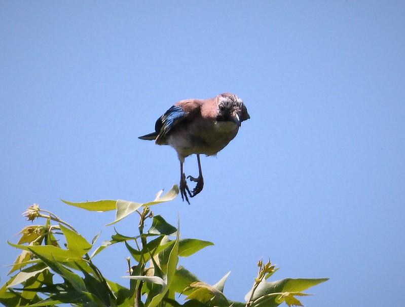 Photo of a Jay by Gail Hampshire