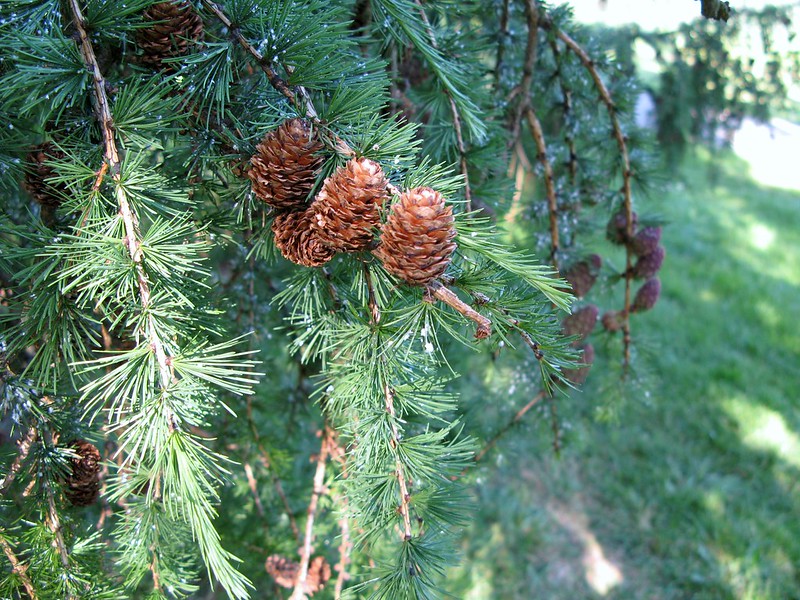 Photo of Larch by Suzanne Cadwell