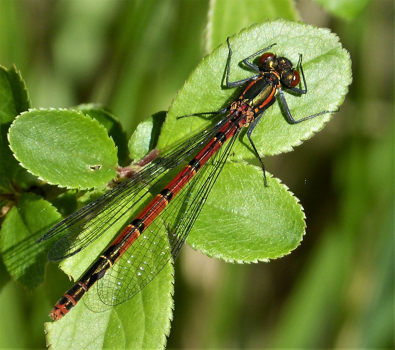 Photo of a Large red damselfly by Gail Hampshire