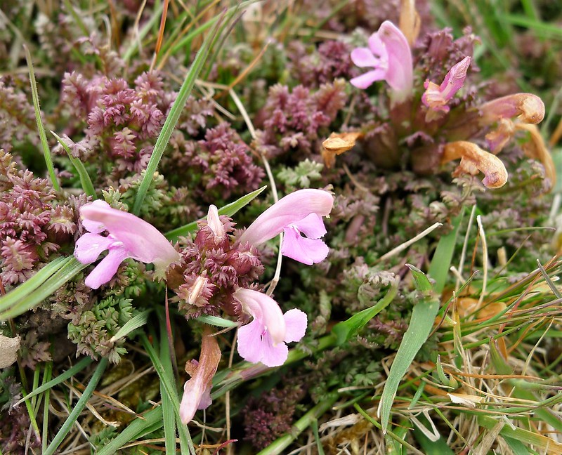 Photo of Lousewort by Gail Hampshire