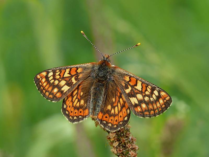 Photo of Marsh Fritillary butterfly by Patrick Clement