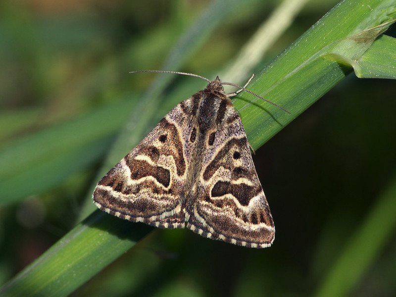 Photo of a Mother Shipton moth by Patrick Clement