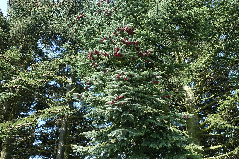 Photo of a Noble Fir by nz_willowherb