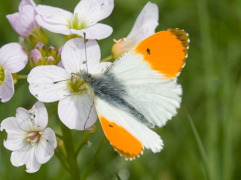 Photo of an Orange-tip butterfly - Photo by Leon van der Noll