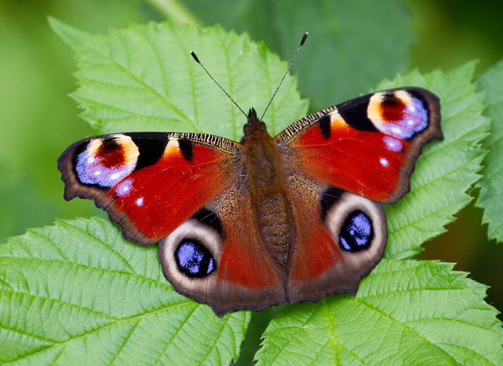 Photo of a Peacock Butterfly on a green leaf
