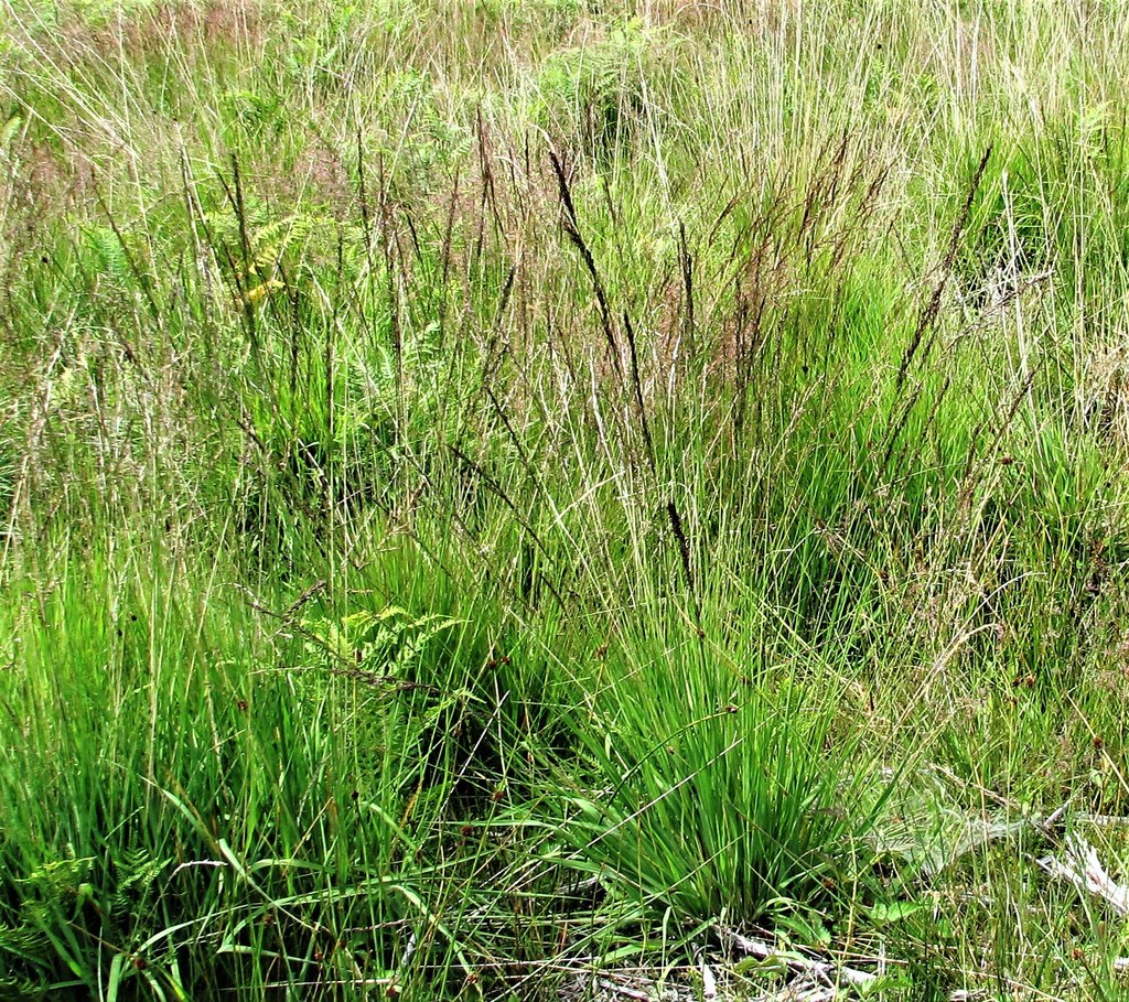 Photo of Purple Moor-grass by Patrick Roper