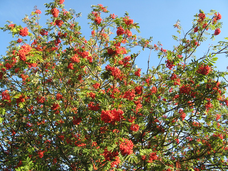 Photo of a Rowan tree by Normann