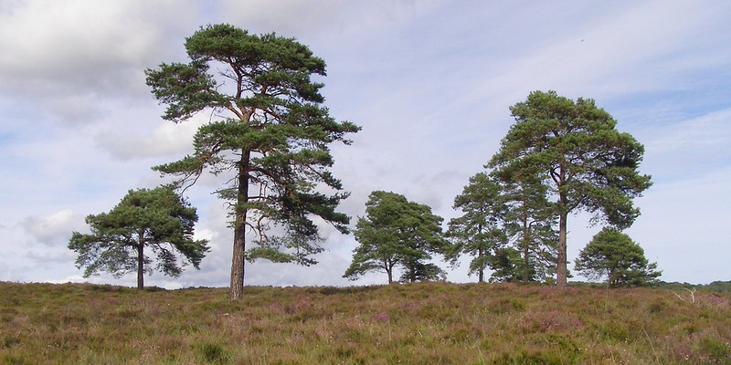 Photo of Scots pines by Jim Champion
