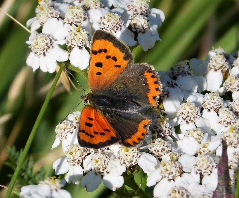 Photo of a Small Copper butterfly by Gail Hampshire