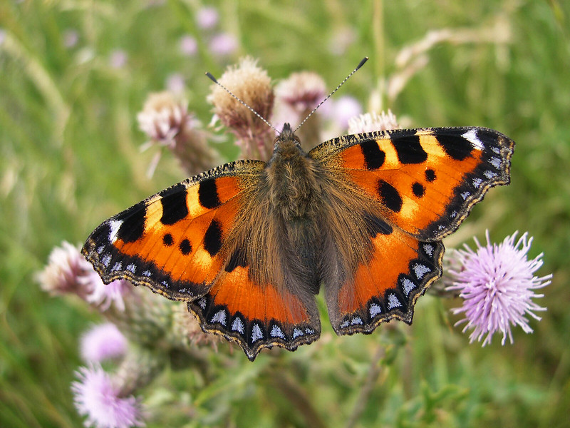Photo of a Small Tortoiseshell butterfly Steve Smith
