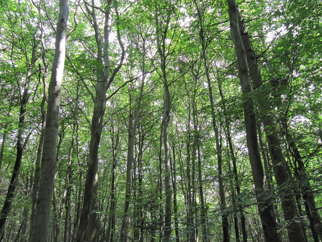 Photo of Southern Beech by Ellie Enking