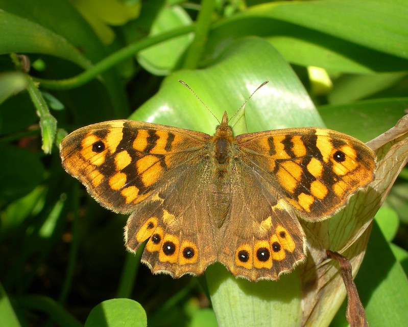 Photo of a Speckled Wood butterfly by Will George