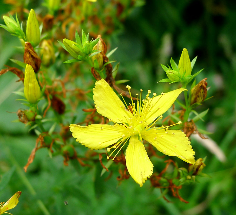 Photo of St. John's Wort by Gail Hampshire