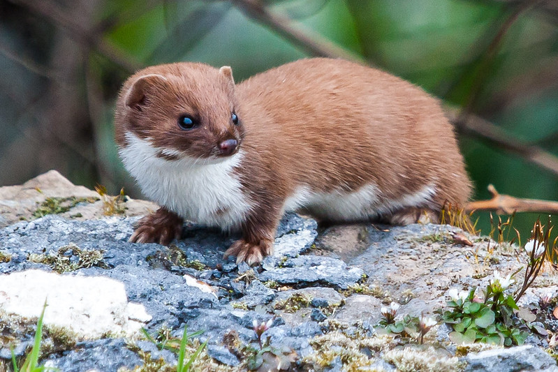 Photo of a stoat by Derek Parker