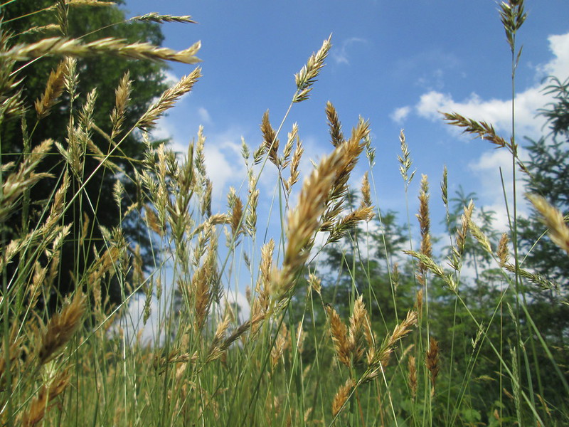 Photo of Sweet Vernal-grass by Andreas Rockstein
