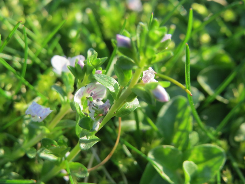 Photo of Thyme-leaved Speedwell by Andreas Rockstein