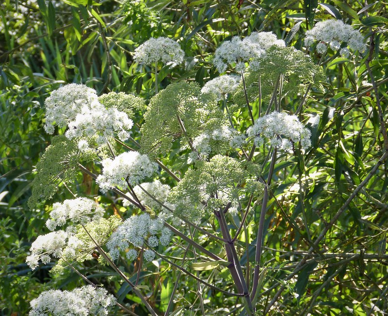 Photo of Wild Angelica by Gail Hampshire