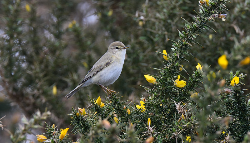 Photo of a Willow Warbler by Tom Lee